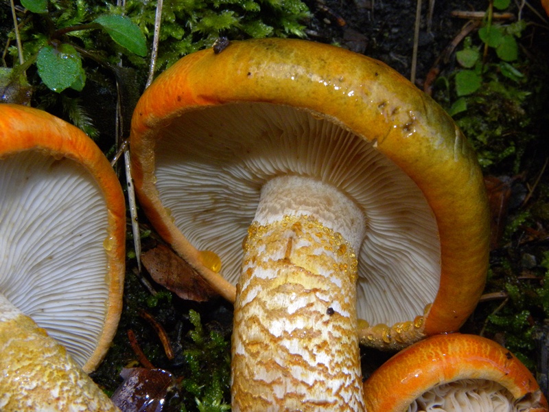 Arancione ma sporco