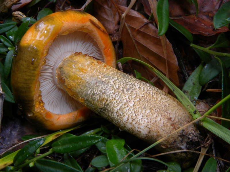 Arancione ma sporco
