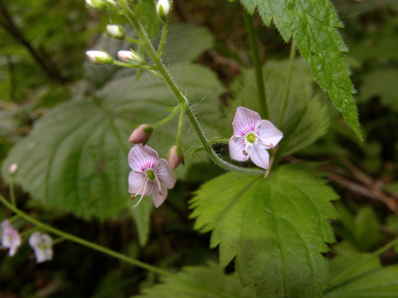 Veronica urticifolia / Veronica a foglie di ortica