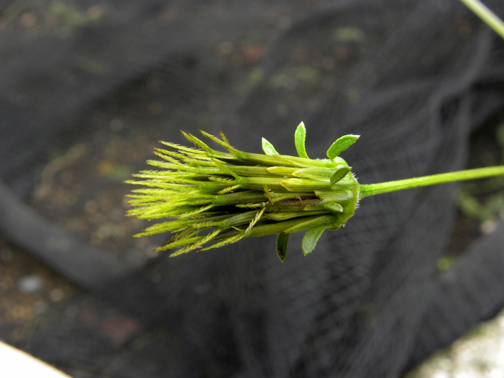 Bidens bipinnata / Forbicina bipennata