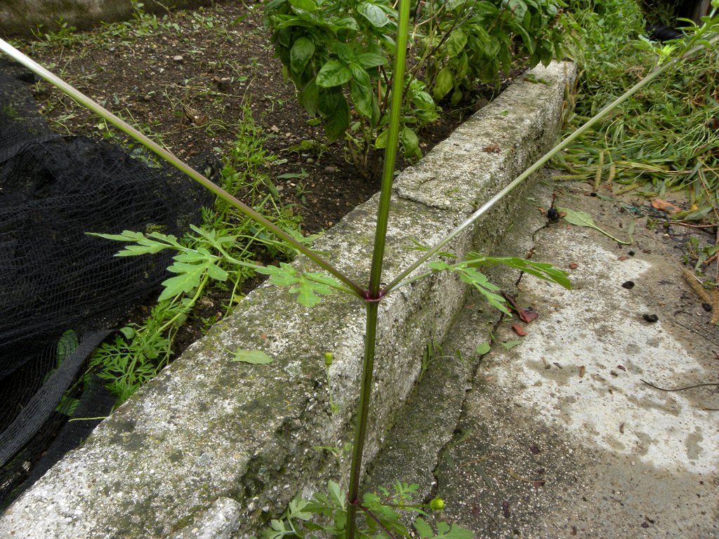 Bidens bipinnata / Forbicina bipennata