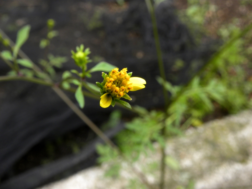 Bidens bipinnata / Forbicina bipennata