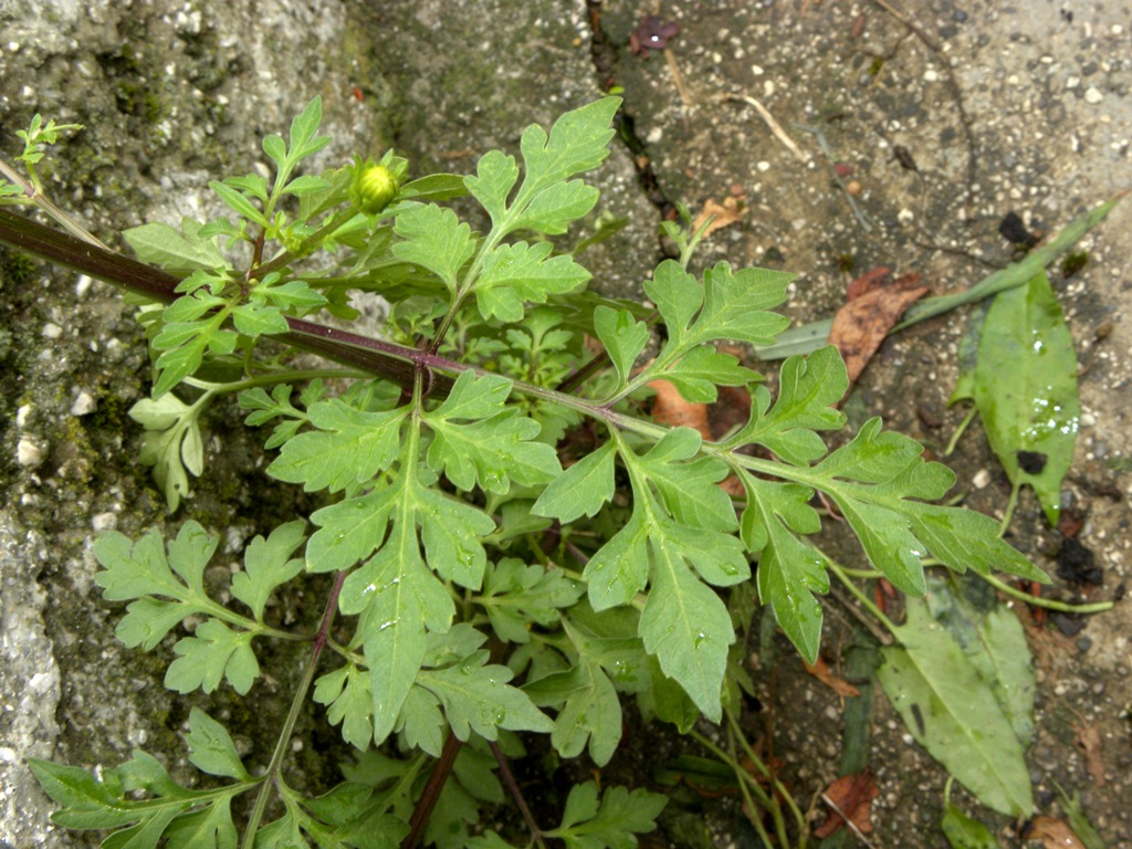 Bidens bipinnata / Forbicina bipennata