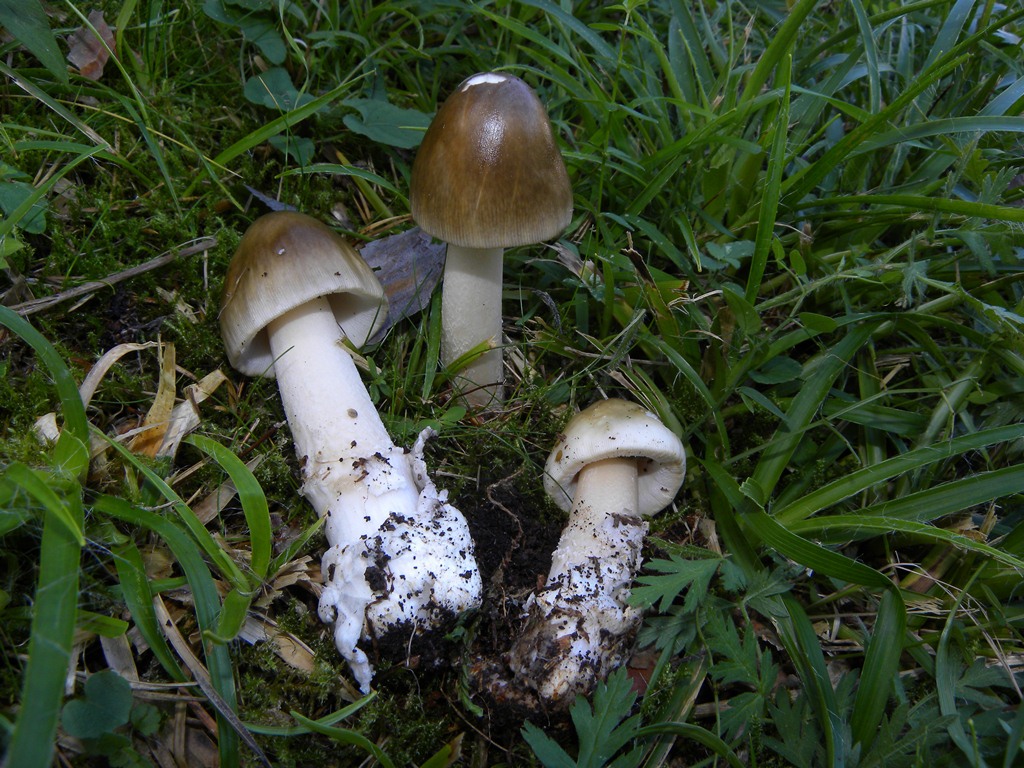 Amanita umbrinolutea?