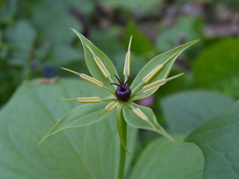 Monte Pa :  Paris quadrifolia