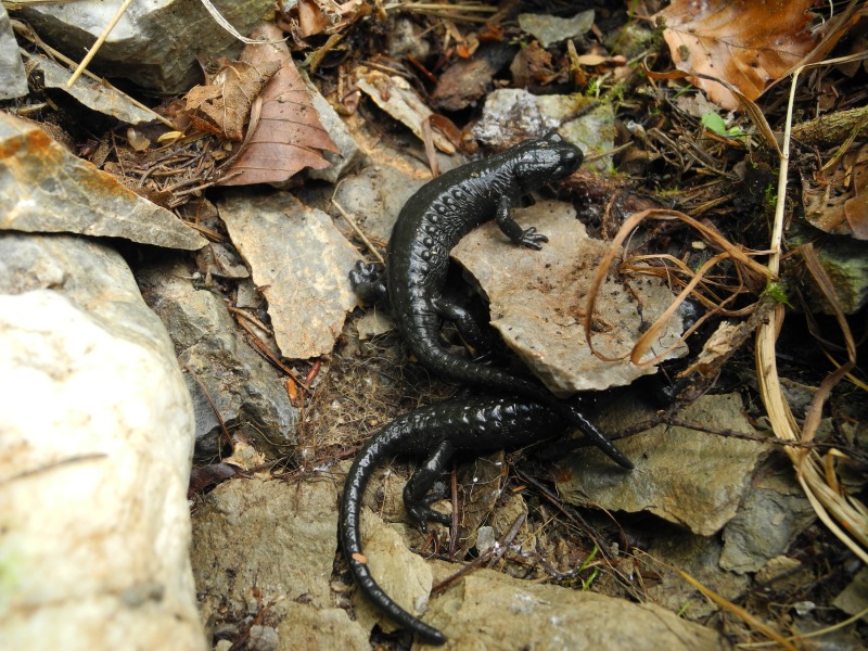 Un bel tris dalla Val Pesarina (UD)