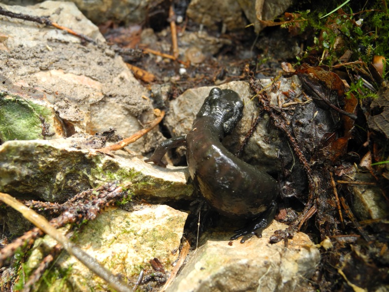 Un bel tris dalla Val Pesarina (UD)