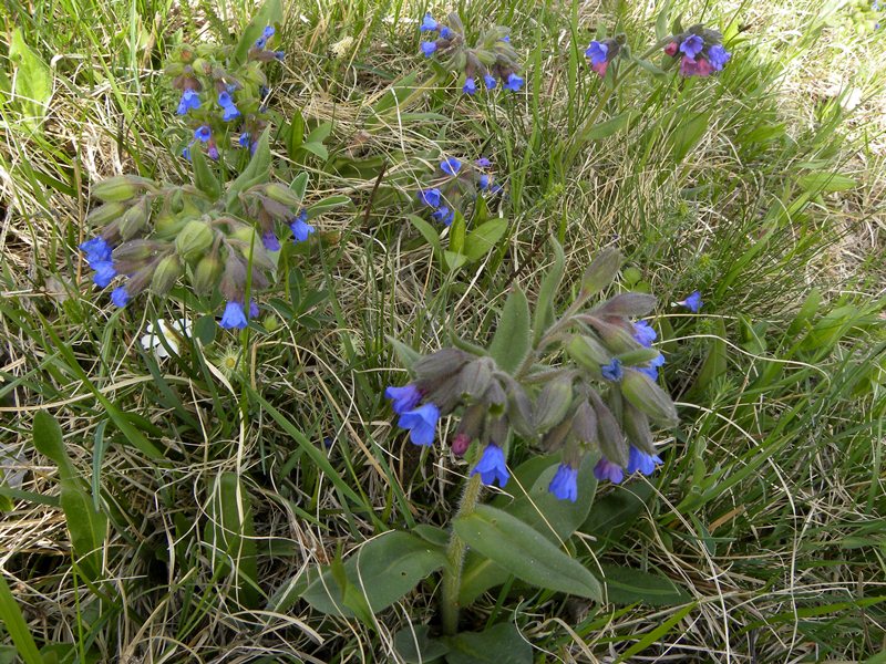 Pulmonaria australis - Boraginaceae