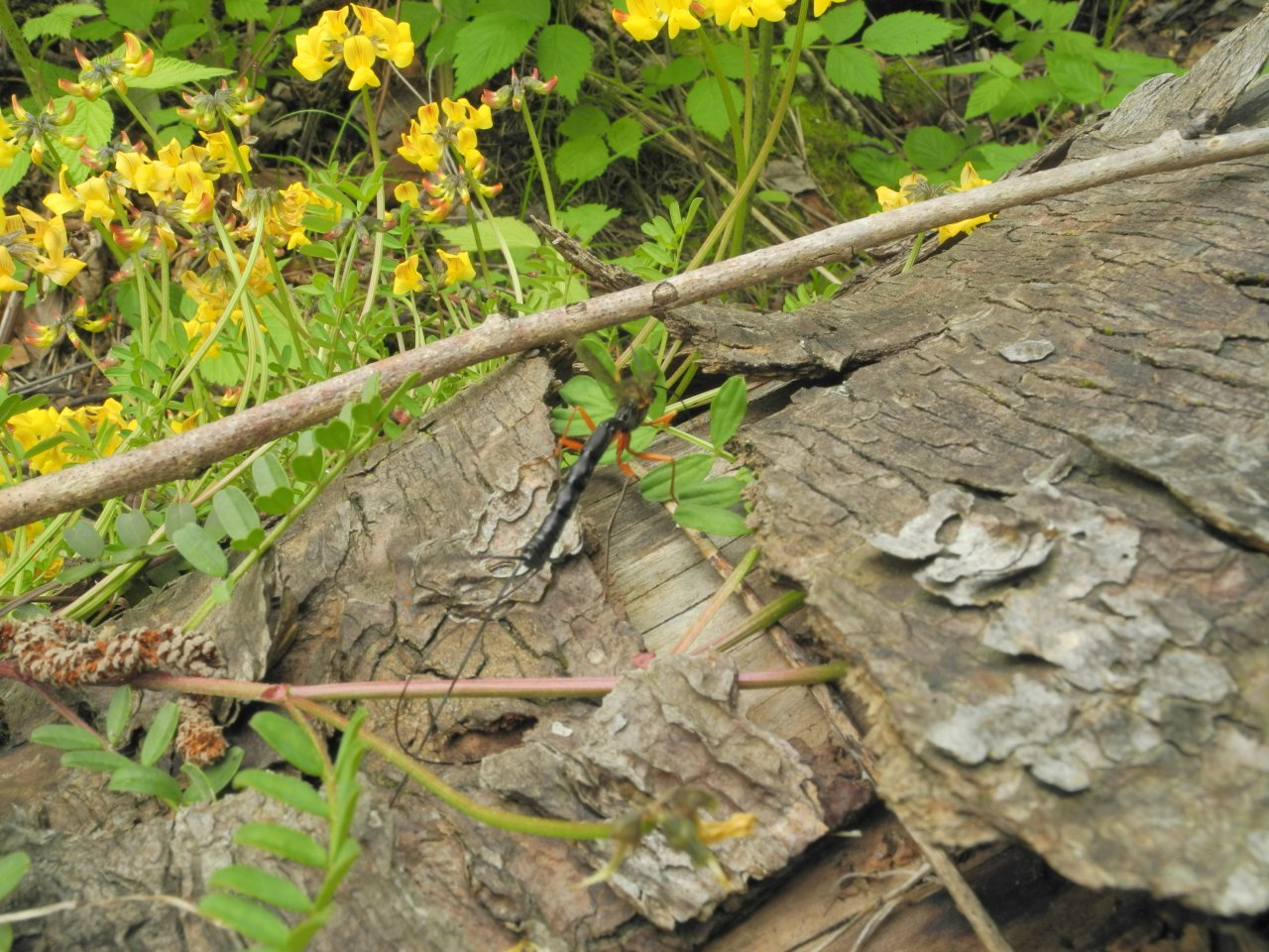 Cosa ho fotografato? Dolichomitus sp? (Ichneumonidae)
