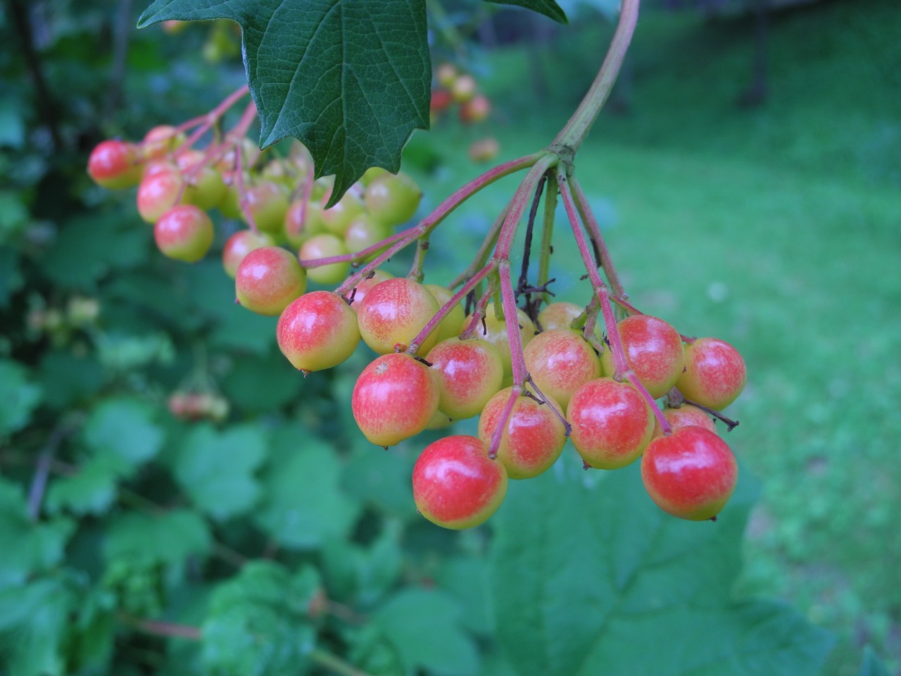 Bacche di Viburnum opulus