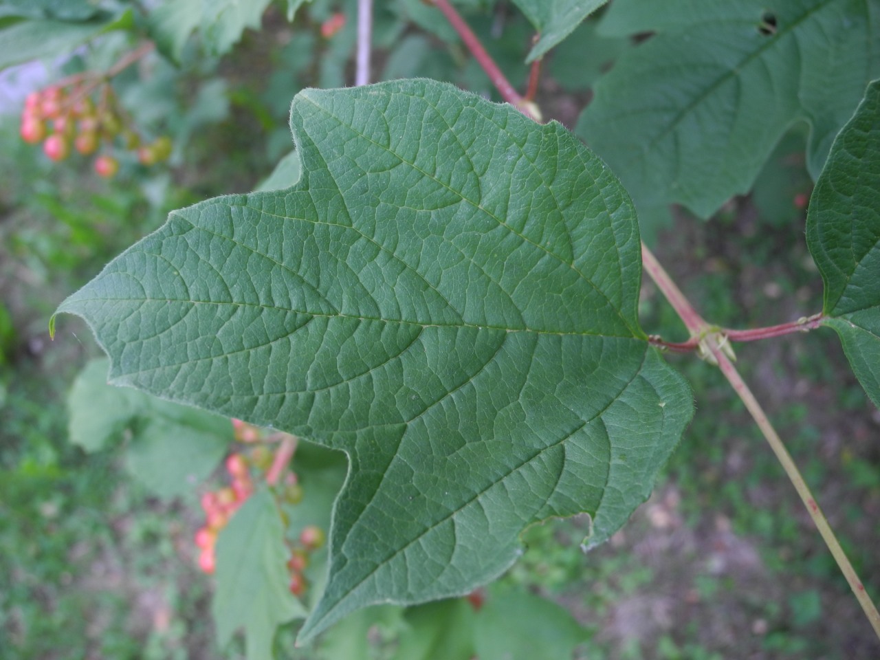 Bacche di Viburnum opulus
