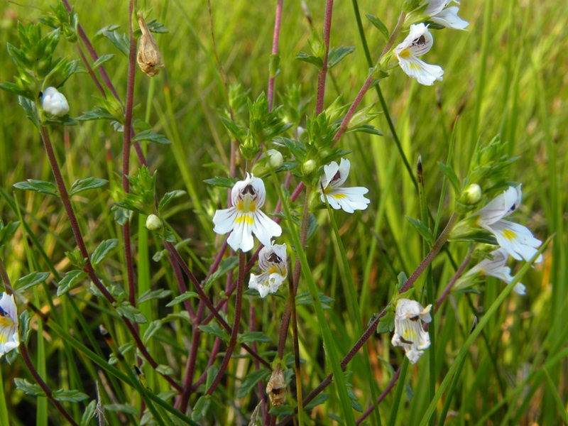 Quale Euphrasia?  Euphrasia sp. (Lamiales - Orobanchaceae)