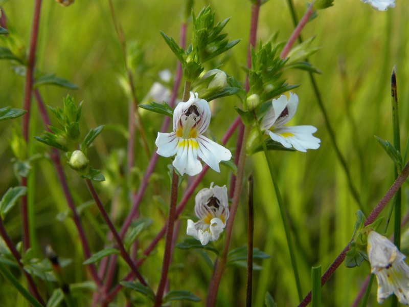 Quale Euphrasia?  Euphrasia sp. (Lamiales - Orobanchaceae)