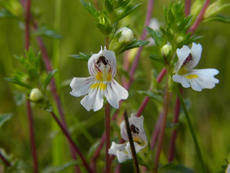 Quale Euphrasia?  Euphrasia sp. (Lamiales - Orobanchaceae)