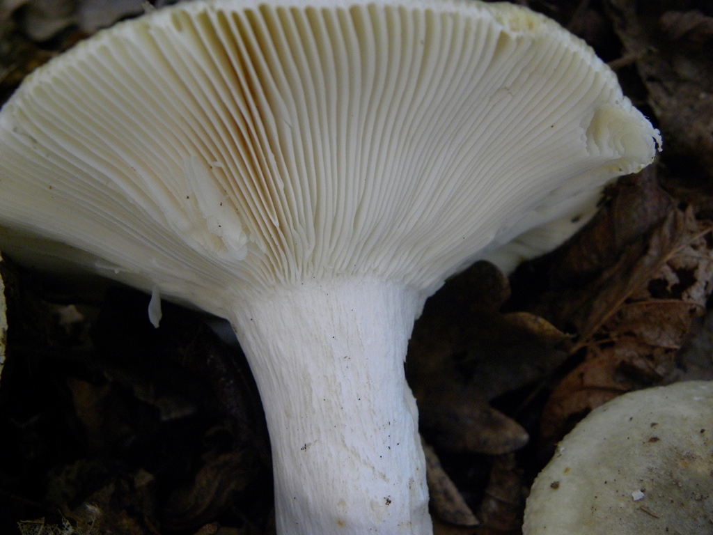 7) Fotogr. il 23.11.2012. sotto Quercia