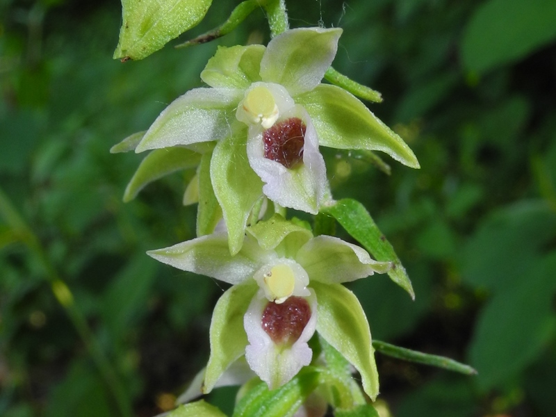 Epipactis muelleri  ?