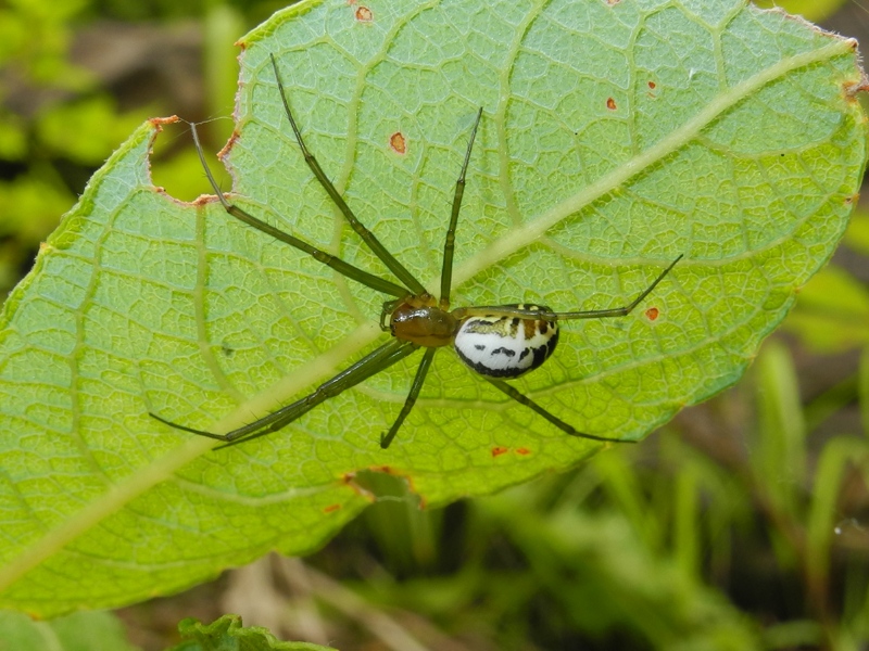 Neriene emphana - Val Pesarina (UD)