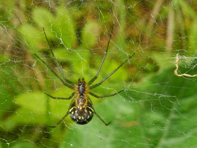 Neriene emphana - Val Pesarina (UD)