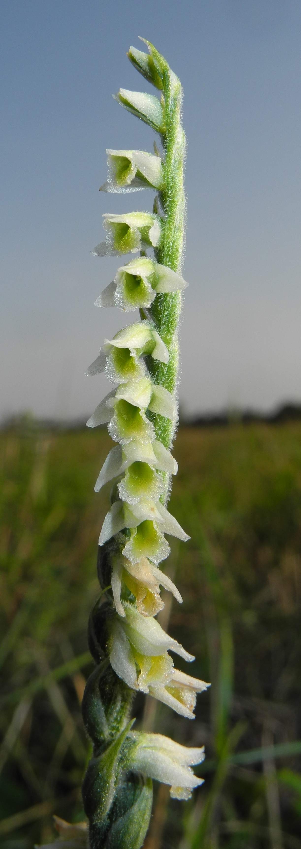 Spiranthes spiralis.