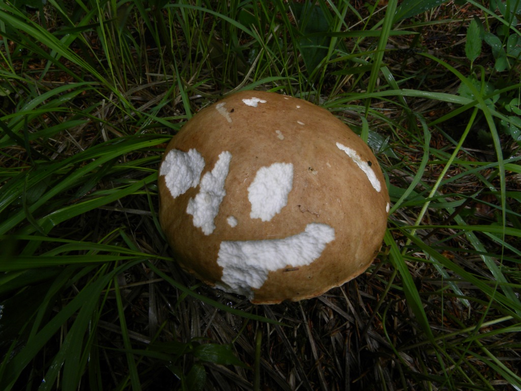 Limax su Boletus?