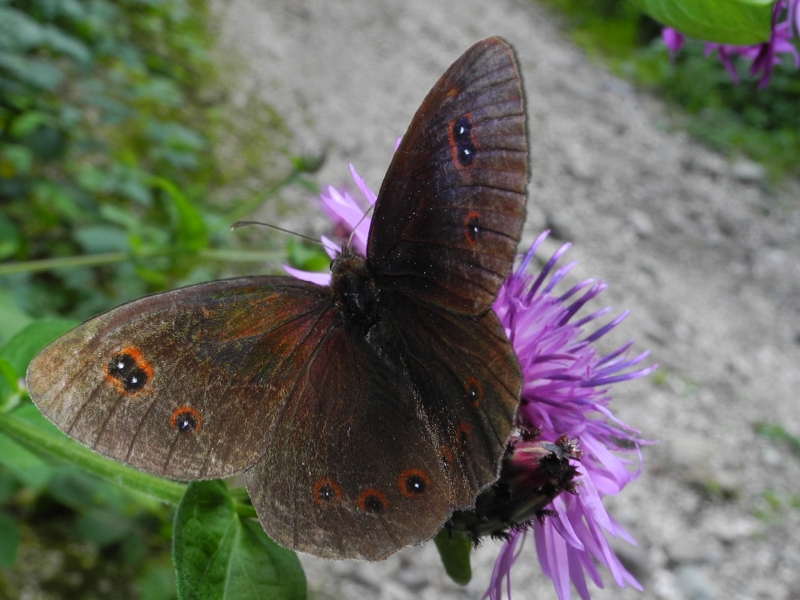 Erebia euryale?