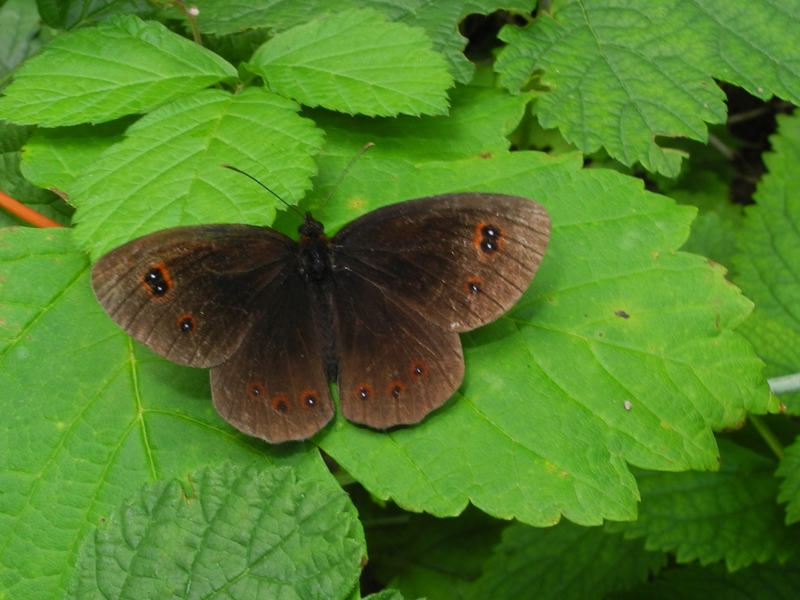Erebia euryale?