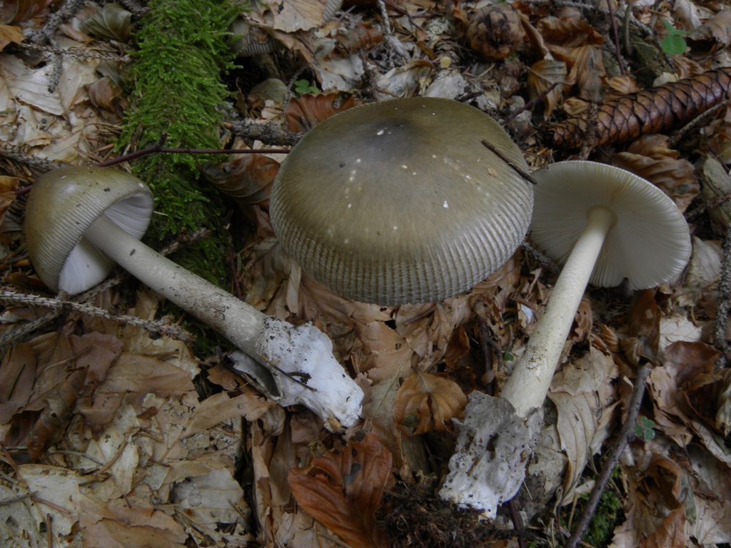 Amanita umbrinolutea?