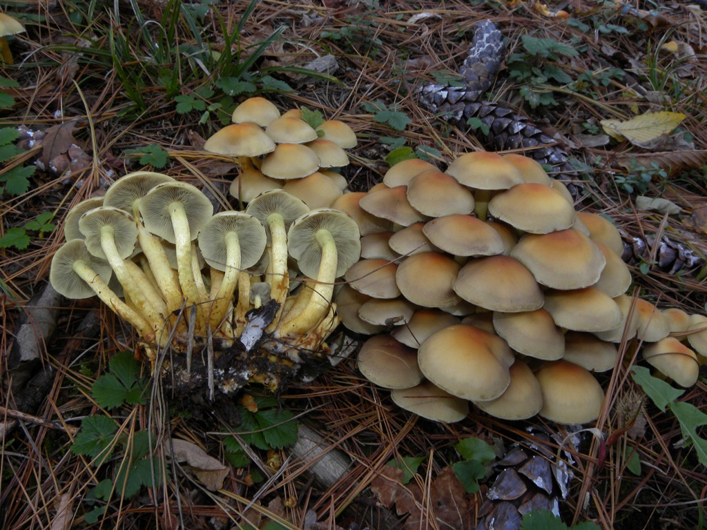 Hypholoma fasciculare???