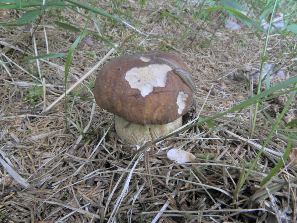 Limax su Boletus?