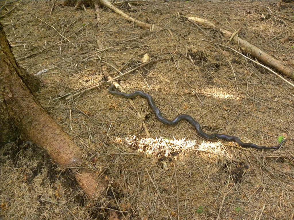Colubro liscio