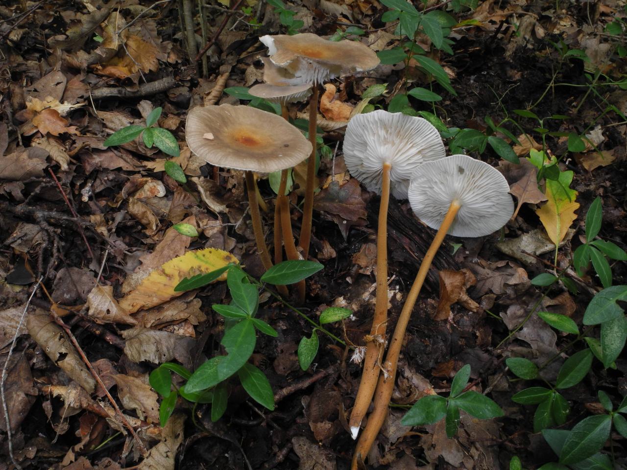 Un funghetto fastidioso