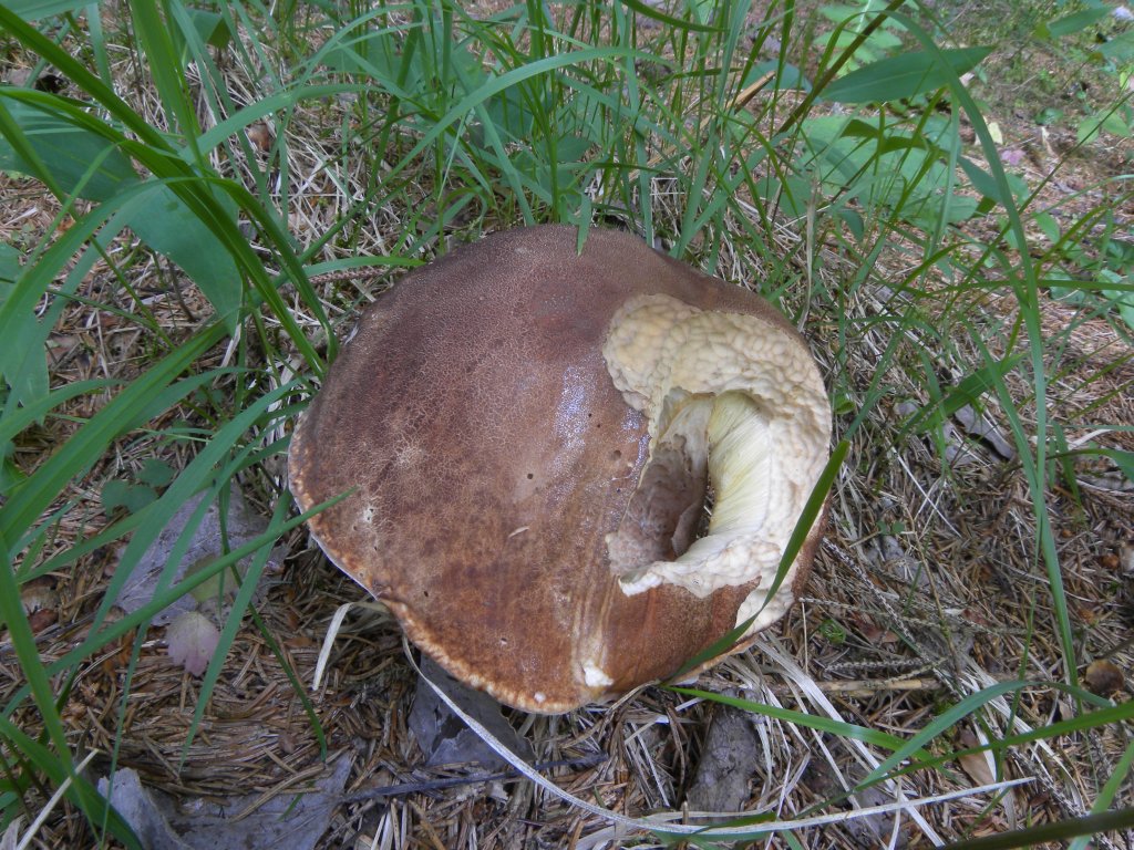 Limax su Boletus?