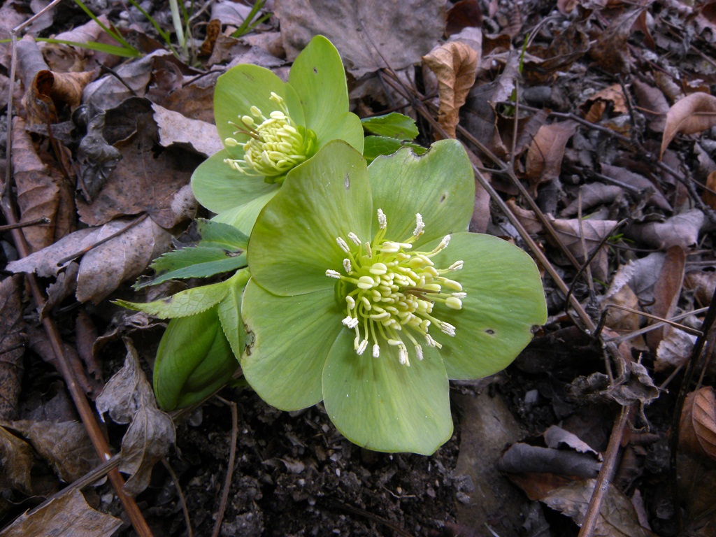 Helleborus viridis / Elleboro verde