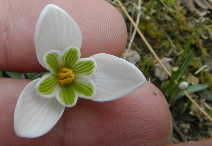 rarit ad 8 tepali ?.......Galanthus nivalis