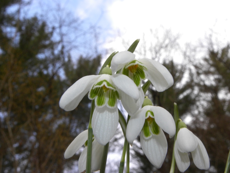 rarit ad 8 tepali ?.......Galanthus nivalis