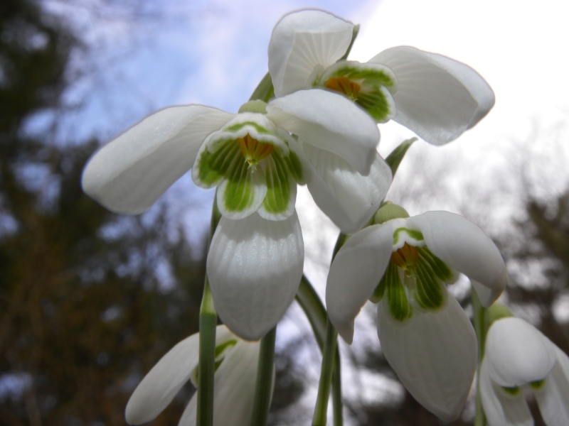 rarit ad 8 tepali ?.......Galanthus nivalis