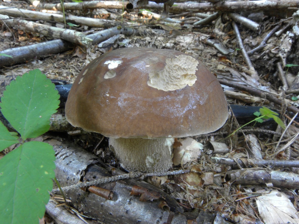 Limax su Boletus?