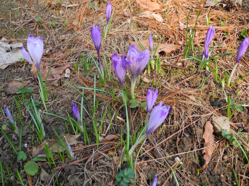 Le ultime arrivate tra le piante gi� fiorite