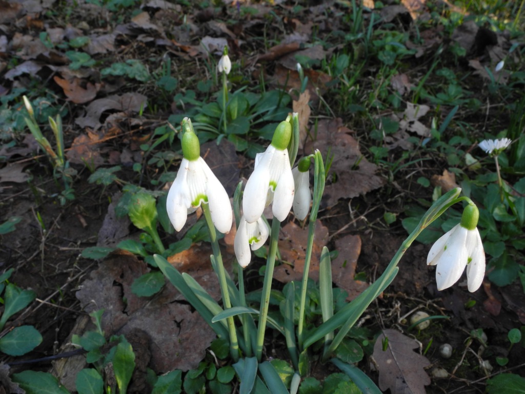 Le ultime arrivate tra le piante gi� fiorite