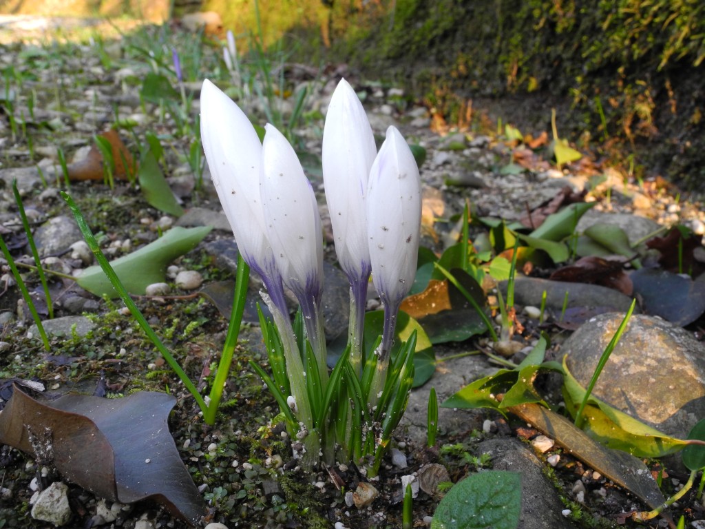 Le ultime arrivate tra le piante gi� fiorite