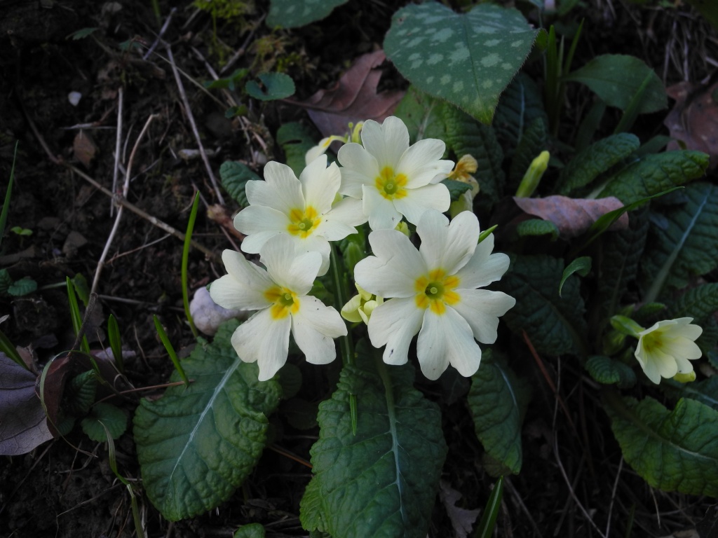 Le ultime arrivate tra le piante gi� fiorite