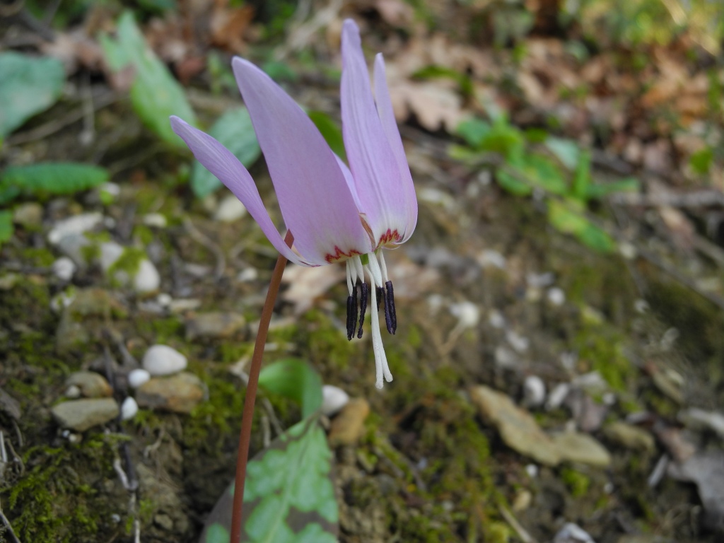 Le ultime arrivate tra le piante gi� fiorite