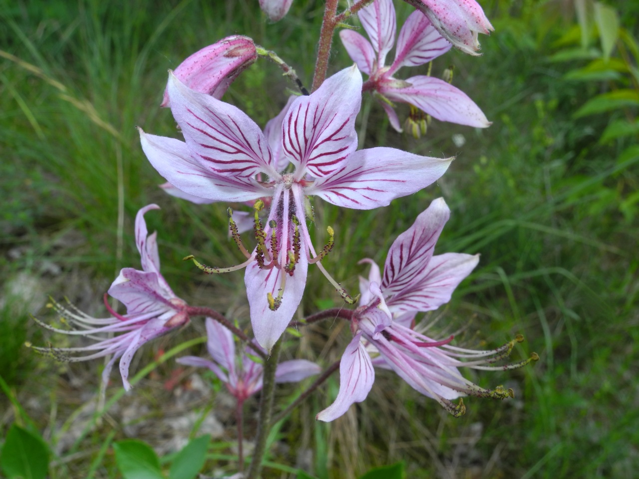 Dictamnus albus
