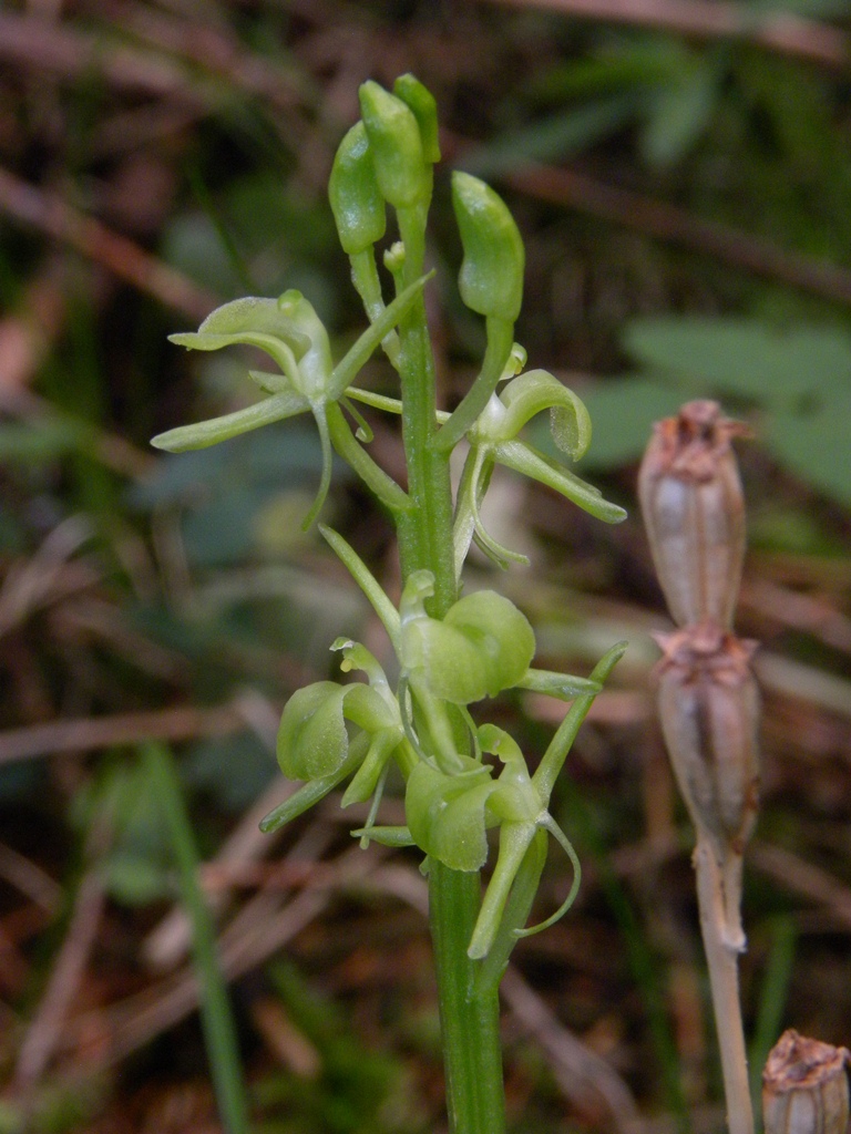 Questa a Erice non c'': Liparis loeselii subsp. nemoralis