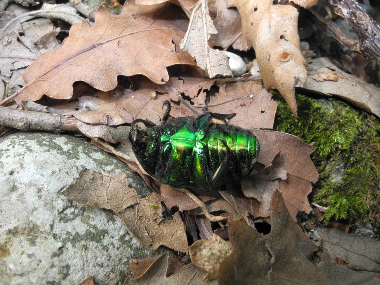 Protaetia  speciosissima , Cetoniidae