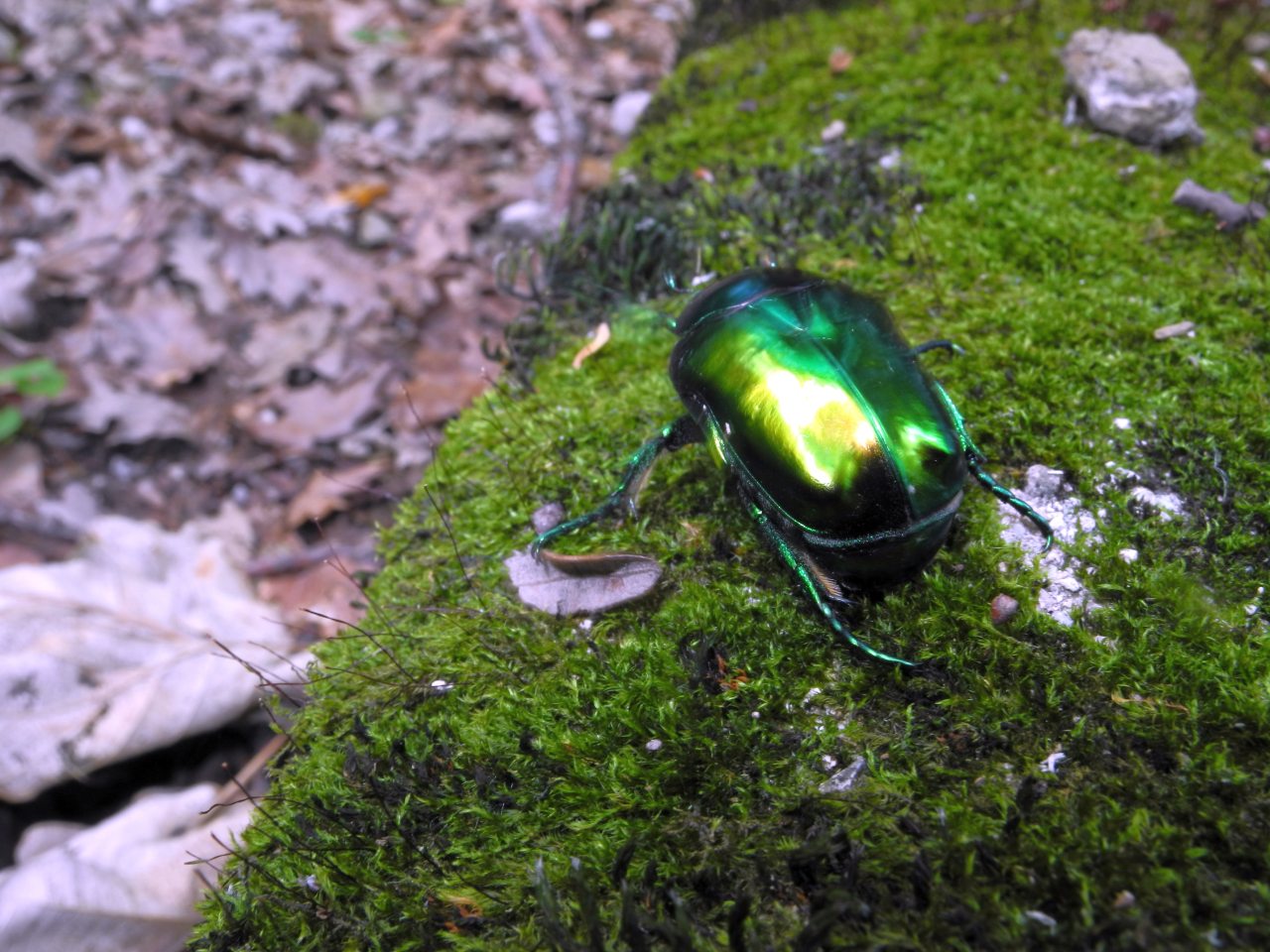 Protaetia  speciosissima , Cetoniidae