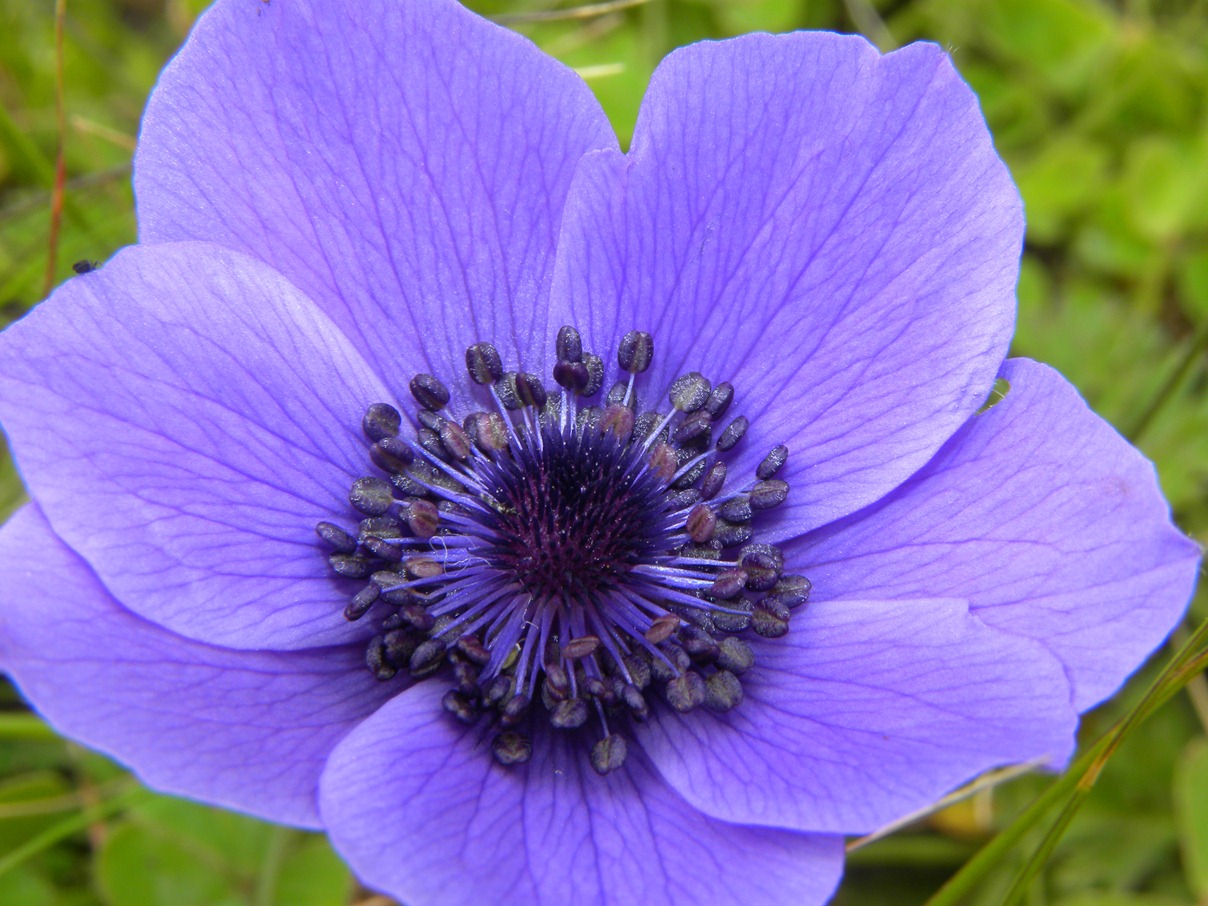 Anemone coronaria e Romulea bulbocodium