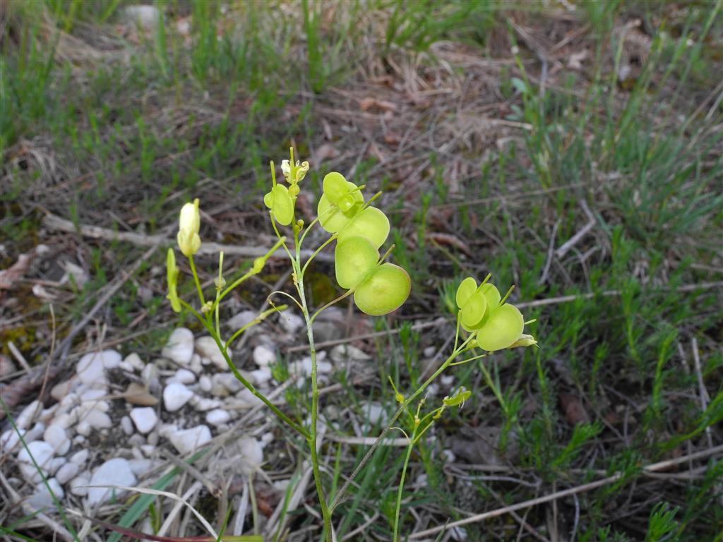 piantina dai fiori gialli - Biscutella cfr. laevigata