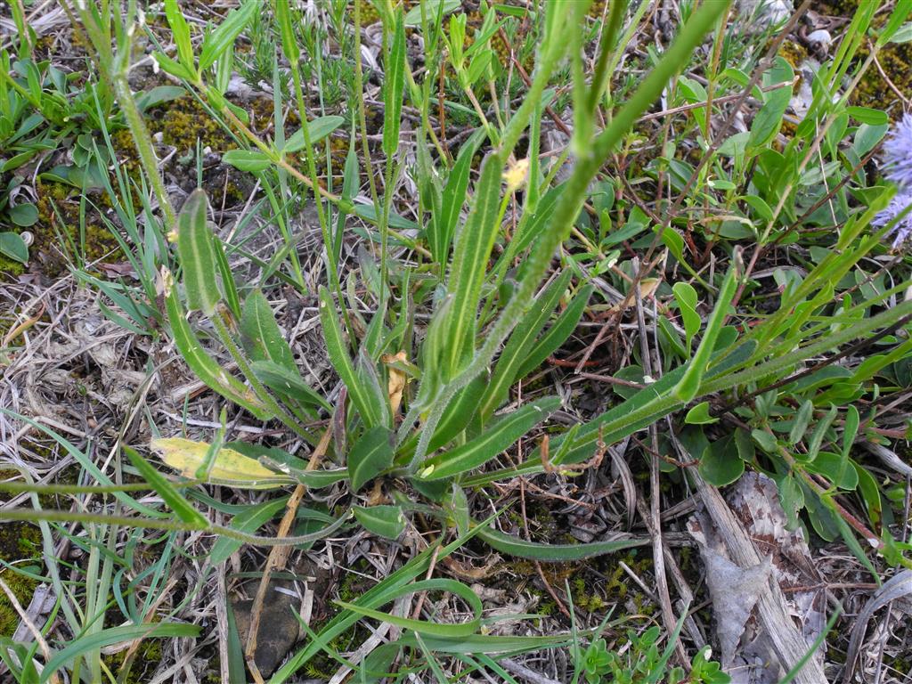 piantina dai fiori gialli - Biscutella cfr. laevigata