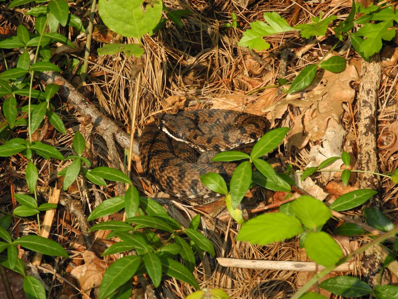 Vipera aspis francisciredi dai Colli orientali friulani (UD)